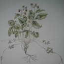 연필스케치(초급) 이미지