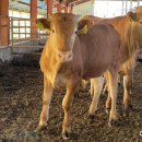 송아지농장 이미지