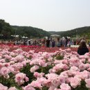 울산대공원 장미축제[2012.06.01 ~ 2012.06.07] 이미지