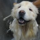 스파펫살롱 이미지