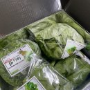 둥구머리협동조합 친환경 유럽피언 쌈채소 1kg 맛본 후기 샐러드배송 추천