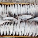 특大사이즈 갑오징어/자연산 참돔,돌돔,특大우럭/한치/황석어/병어 이미지