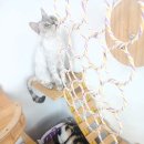 동물보육원 고양이 후원 카페 | 인천 서구청, 유기묘 고양이 후원 카페 후기