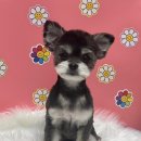 펫마켓 서구점 이미지