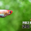 아쿠아테일