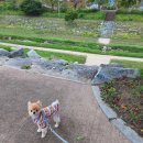 안독(Andog) 이미지