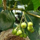 구미농장 이미지