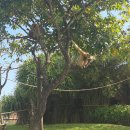 민속그린식당 | 호이안 빈원더스 꿀팁 주의사항 유아 성인 노인 동선 추천 입장권 가격 민속문화섬 리버사파리 버드월드