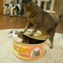 고양이집 이미지