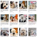 대구애견미용학원 보더두들 첫 스포팅 미용 후기, 1살 친구의 보송보송한 얼굴컷 변신!