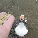 행복오리