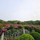 도당애견 이미지