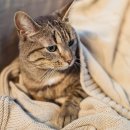 한마음동물의료원 이미지