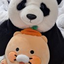 댕댕스쿨 | [DIARY] 2025.04 - 2025.07 : 시루 간병일지 &amp; 우당탕탕 자취생활