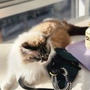 랙돌카페냐옹 | [인천]구월 선수촌 랙돌카페냐옹 후기🐱