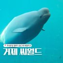 씨월드 | 거제씨월드 벨루가 돌고래 체험후기 입장권 할인정보 가족여행코스 추천