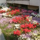 소라아파트앞 이미지