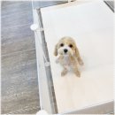 오독 | 인천강아지분양 오독안심분양센터 방문후기