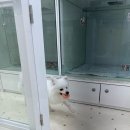 멍냥이 펫싸롱, 펫호텔 이미지