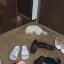 하나펫살롱 이미지
