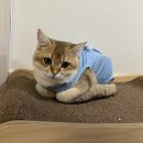 낭낭그루밍 이미지