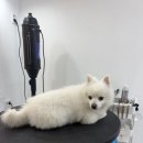 아름답개 이미지