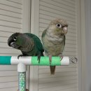 상애농장 | 코뉴어 둘째 입양 후기 [1] (앵무새 두마리가 된다는 것)