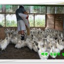 백봉농장 이미지