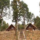 남해편백자연휴양림 이미지