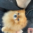 봉곡동물병원 이미지