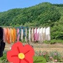 참깨 다 심고 홀가분한 기분으로 노래 듣고 있어요. 이미지