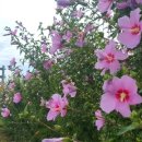 무궁화100리길 이미지