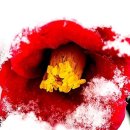 보리밭수제비 이미지