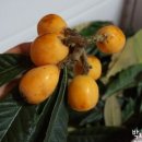 조흥농장 이미지