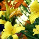 생명나무숲 이미지