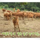 씨알목장 네이버블로그
