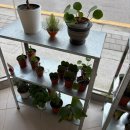 로즈마리 화원 | 강릉에 이런 힙한 식물가게가? 🌿 몬테가든 monte garden 방문후기