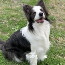 50k 반려견 유치원 이미지