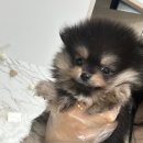 광산구-037 | 광주포메라니안무료분양 블랙탄포메라니안