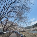 에덴장식 | 가평 에덴벚꽃길 축제 실시간 방문후기