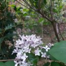 수목농장 이미지