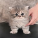 GS25언양미래점 | 언양고양이무료분양 미유펫 묘연이야