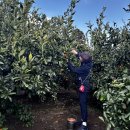 산돌농원(제1농장) | 제주 귤따기 체험 핫플 추천 제주농원901 가족여행 후기