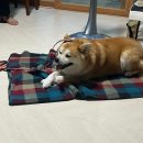 씽크독스쿨 이미지