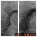 Dr.주 동물병원 | 강동구 동물병원 랫트 봉합수술 Dr.주 동물병원
