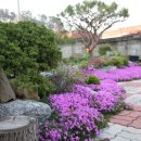 딸기민박 이미지