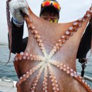 공현진항 이미지