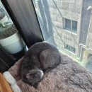 삼층고양이 카페 네이버블로그