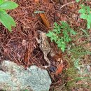 보경사고향식당 | 포항 내연산에서 두꺼비들이랑 같이 산 탄 후기 (feat.블랙야크100대명산)