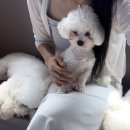 카페414 | 인천 논현 약지 상주견 애견 카페 ｜소형견의 순한 강아지들과 힐링하는 애견카페 내돈내산 후기
